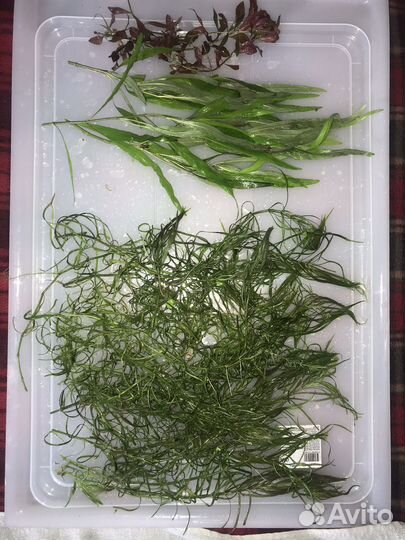 Аквариумные растения