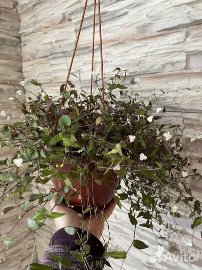 Гибазис Фата невесты