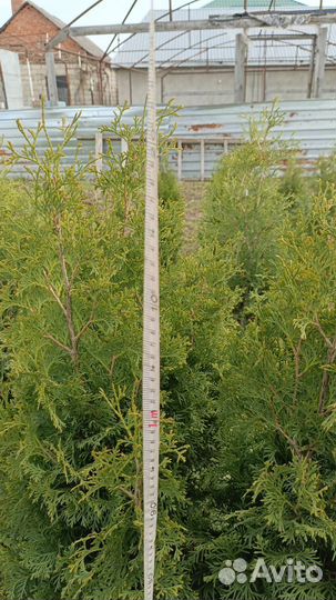 Туя колумна