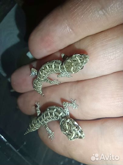 Гадюковый геккон