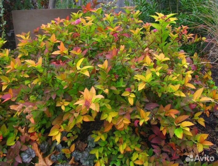 Садовые растения