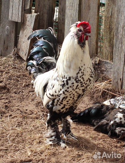 Петух Павлоской породы