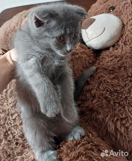 Вослоухая кошечка