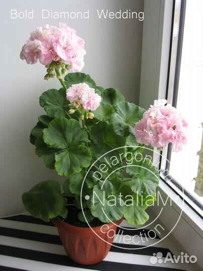 Сортосерия Bold пеларгония (герань)