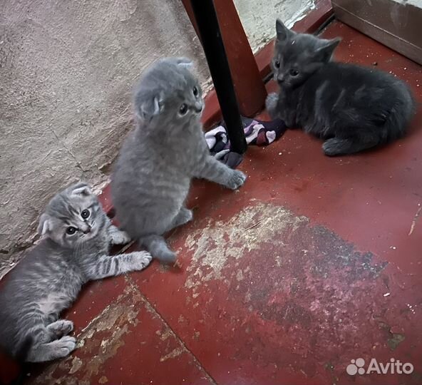 Продам котят