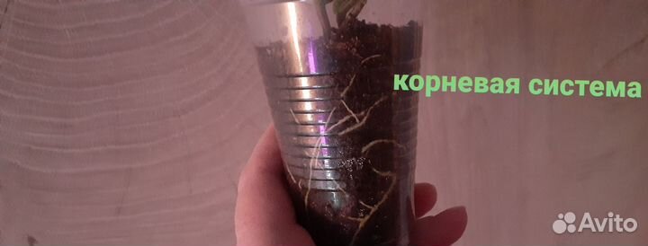 Хойя Грей хост