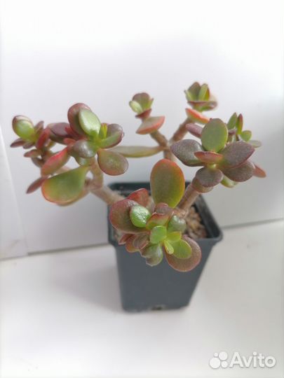 Толстянка (крассула овата)