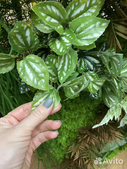 Фитостена фитокартина вертикальное озеленение