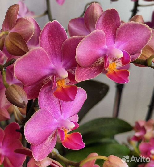 Фаленопсис Diffusion, 