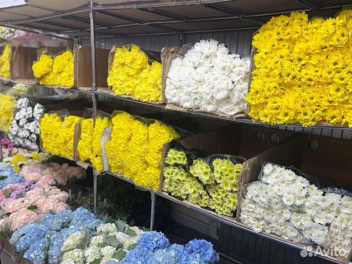 Хризантема цветы букет на 1 сентября