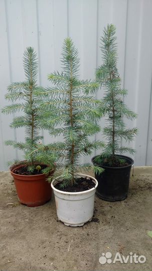 Ель сизая (голубая)