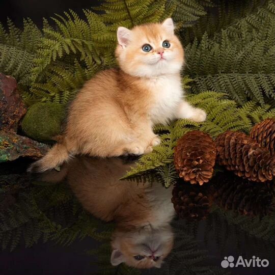 Котята британские золотые