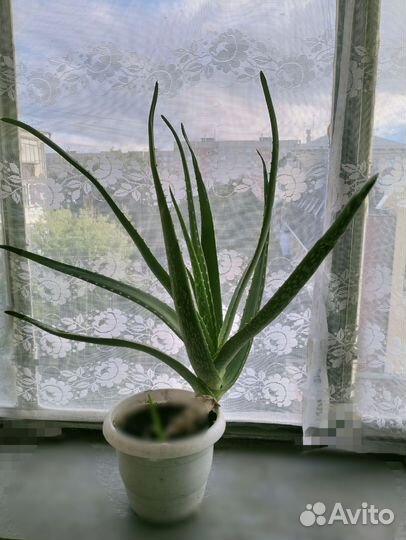 Алоэ вера на срез