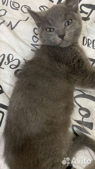 Котята в добрые руки мальчик