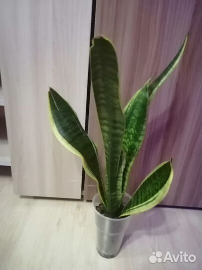 Комнатные цветы