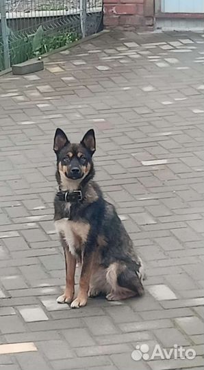 Потерялся пёс. Помогите найдти