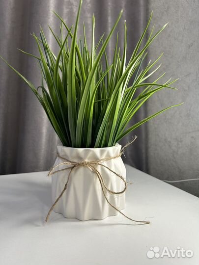 Зелень, декоративная трава, осока