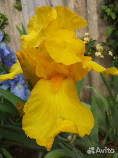 Продам ирисы, юкки, лилии, рудбекия, хоста и др