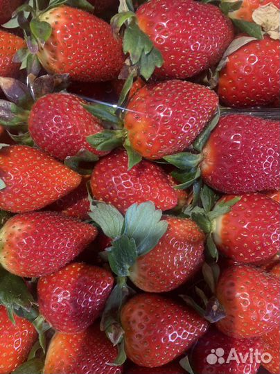 Клубника Греция 5кг Extra Berry