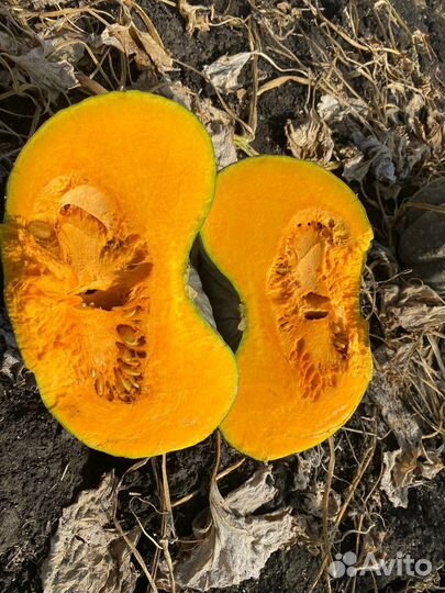 Тыква волгоградский