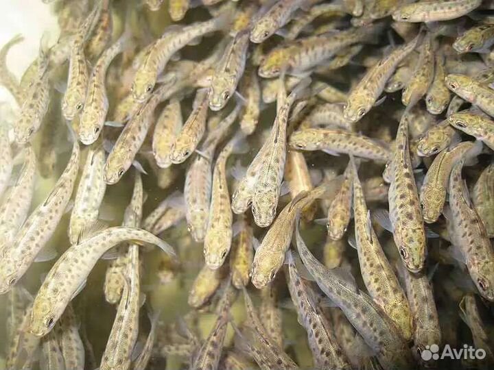 Малек радужной форели