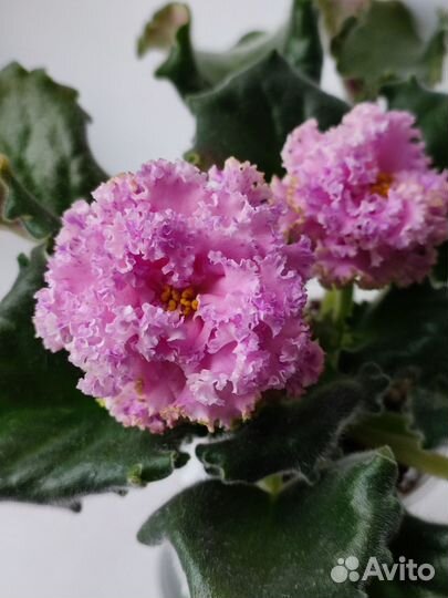 Сортовые фиалки (ук.листья с детками)