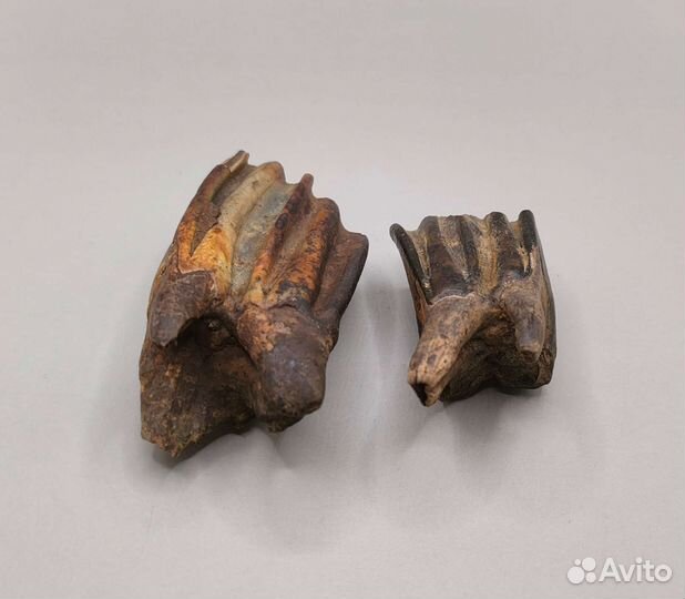 Зубы древнего бизона Priscus (2 шт) / Окаменелости