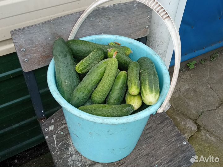 Огурцы домашние100р. кг