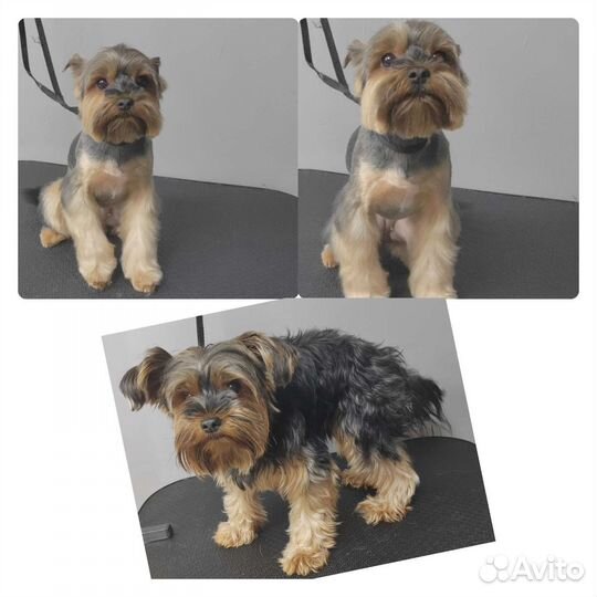 Груминг, стрижка кошек, стрижка собак, экс линька