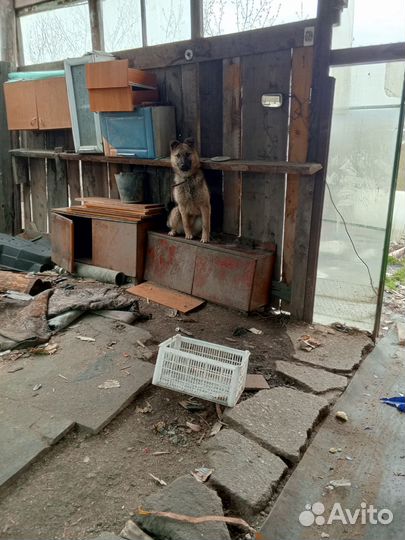 Собака в добрые руки отдам бесплатно