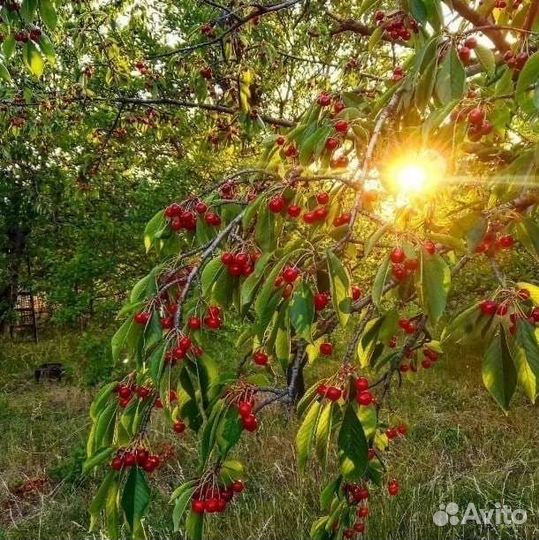 Саженцы Черешня Вишня