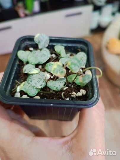 Циропегия Вуда Вариегатная и простая