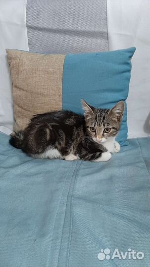 Кошка в дар