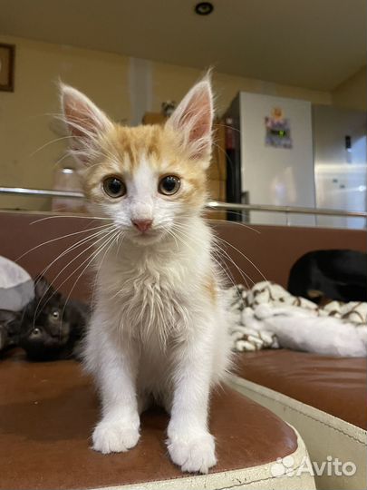 Рыжий котенок мальчик