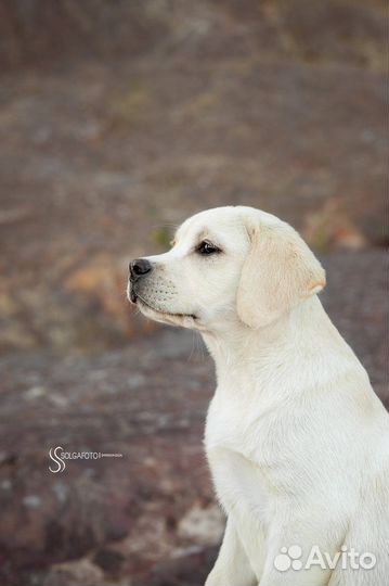 Лабрадор ретривер
