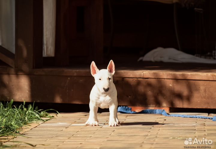 Миниатюрный бультерьер