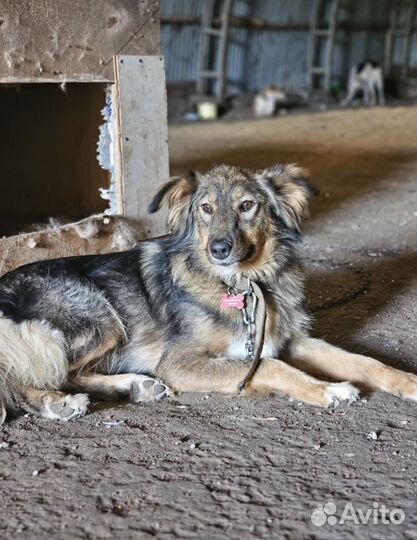 Собака в добрые руки отдам бесплатно