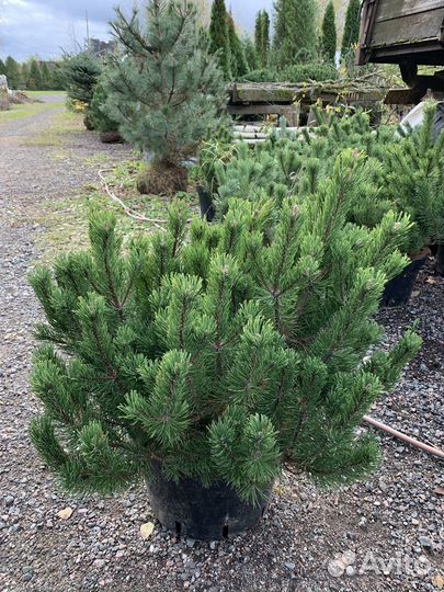 Сосна горная в ассортименте