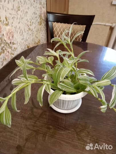 Традесканция Альбифлора