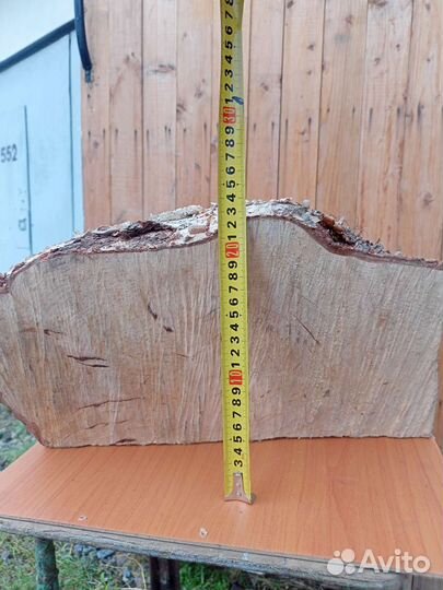 Кап березовый. Спилен год назад