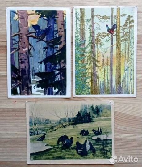 Тетерева, 3 советские открытки