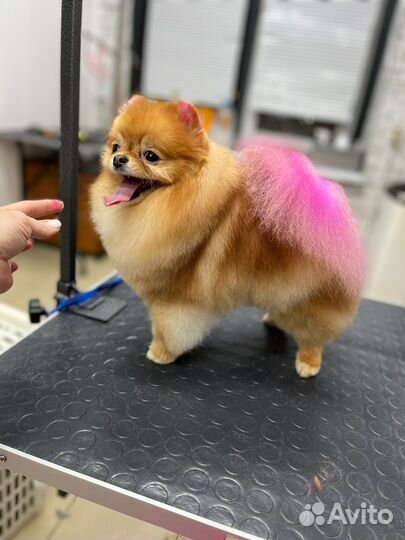 Отель для собак (животных ) Догситтер от 850