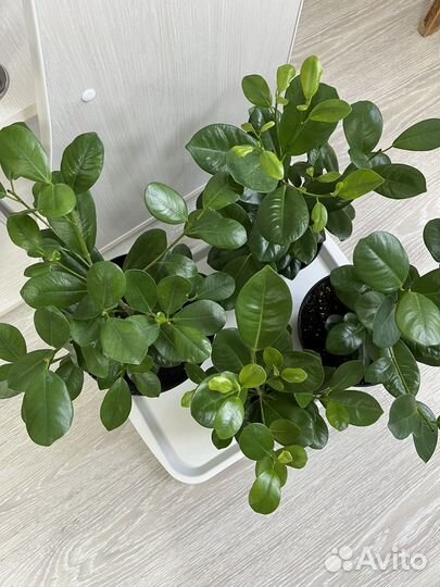 Фикус Маклеин