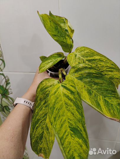 Ктенанта моррена