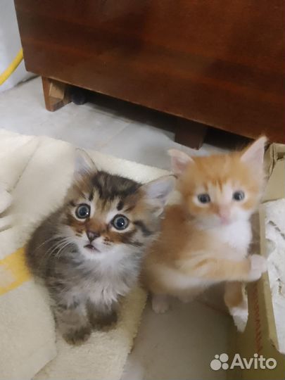 Котята в добрые руки