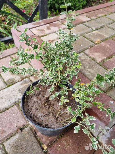 Бересклет Форчуна