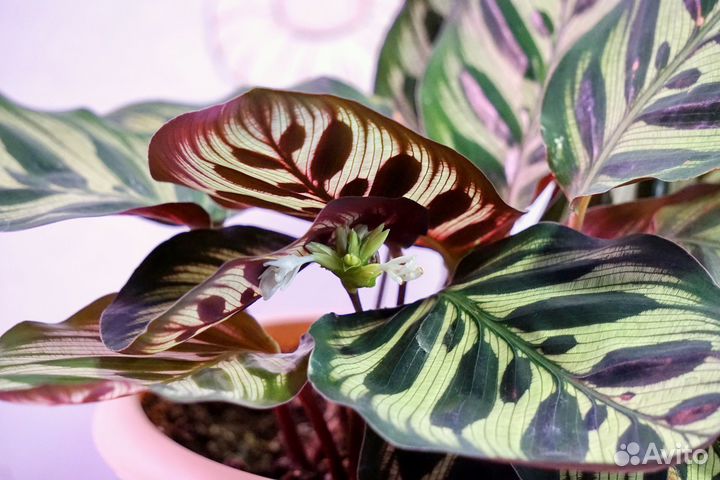 Калатея макоя роскошный куст