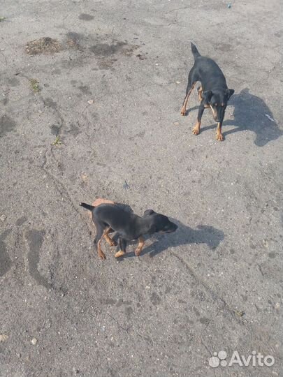 Щенки Ягдтерьер