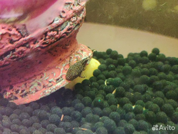 Сомики анциструсы