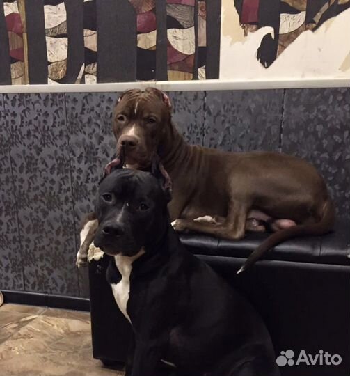 Подростки Прайтер-Пит (русский питбуль)